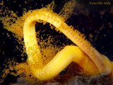 Spawning Ribbon Worm