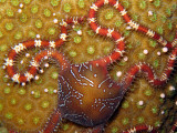 Brittle Star & Star Coral Eggs