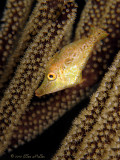 Golden Slender Filefish