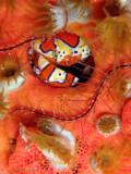 Shy Gaudy Clown Crab