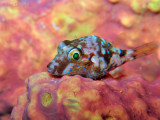 Sharpnose Puffer