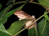 Cuban Tree Frog