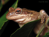 Cuban Tree Frog