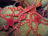 Brittle Stars Spawning