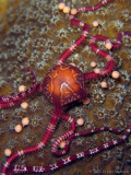 Brittle Star & Star Coral Eggs