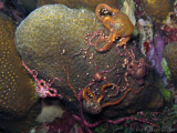 Brittle Stars Eating Star Coral Eggs