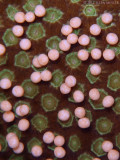 Star Coral Eggs