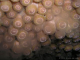 Great Star Coral Spawning