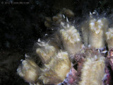 Flower Coral Spawning