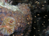 Great Star Coral Spawning