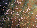 Boulder Star Coral Spawning