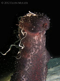 Donkey Dung Sea Cucumber Spawning