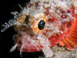 Coral scorpionfish Scorpaena albifimbria
