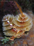 spawning christmas tree worm