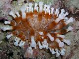 club-tipped anemone