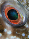 Bandtail Eye