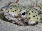 Snake Eel