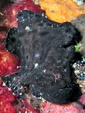 black frogfish