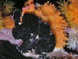 black frogfish town pier