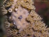 Juvenile Cyphoma