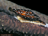 Chocolate Cyphoma