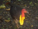 Brush Turkey in Wild.JPG