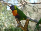 Adelaide - Mount Lofty and Cleland Wildlife139.jpg