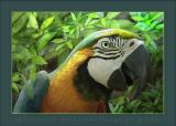 Brazillion Parrot.jpg