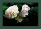 Painted Camellia.jpg