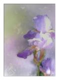 Watercolor Iris.jpg