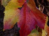 Les feuilles mourantes
