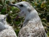 Silver gull chicks 1000404-web.jpg
