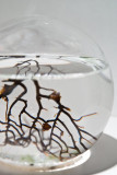 Ecosphere