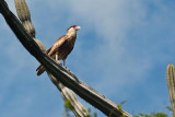 Crested Caracara