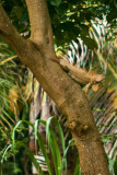 Tree Iguana