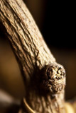 Knot