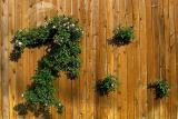 Peeking Rosebush