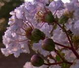 Crepe Myrtle Buds and Blooms