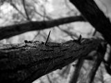 Mesquite Thorns