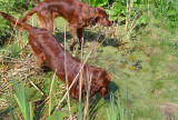 Naughty Tom & Rudhi (top) in the Pond