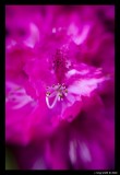 Rhododendron 2