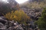 Fagus on scree slope #2
