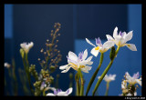 Concert hall flowers