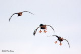 Black-bellied Whistling Duck