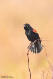 Red-winged Blackbird