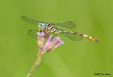 Broad-Striped Forceptail