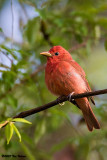 Summer Tanager