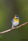 Northern Parula