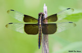 Widow Skimmer ♂ ( juvenile )