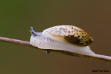 Invertebrate of Louisiana